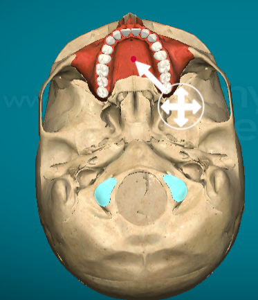 <p>Palatine process of maxilla bone</p>