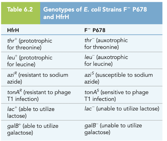 <p>Cells of HfrH and P678 mixed </p><ul><li><p>samples plated on selective media to evaluate phenotypes of <strong><em>exconjugants</em></strong></p></li><li><p>plated on <strong><em>leu-, thr-, str+ plates </em></strong></p></li><li><p>donor HfrH is str-sensitive, so it dies </p></li><li><p>only exconjugants that got thr+ and leu+ from the donor can grow </p></li></ul>