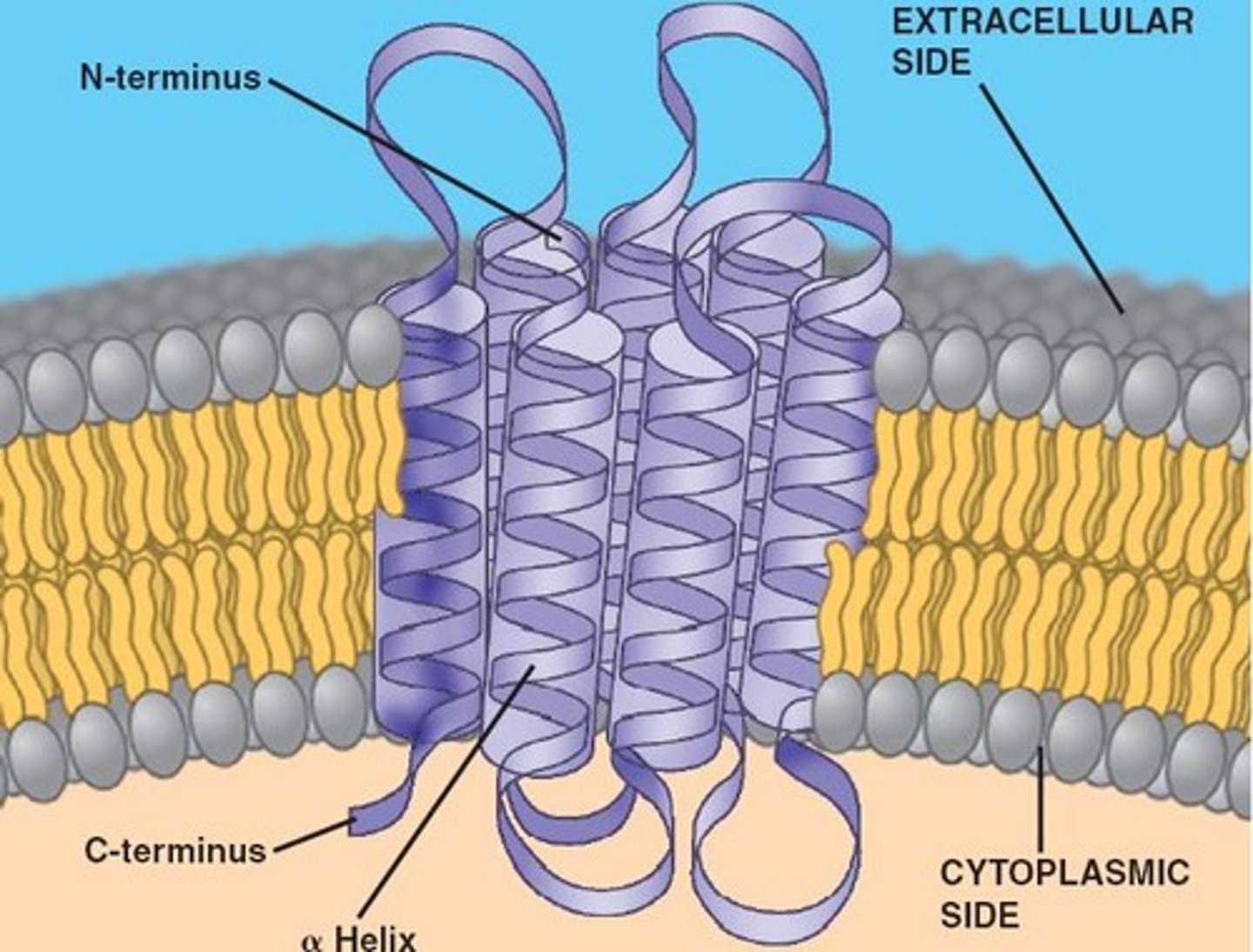 <p>the integral protein completely spans the membrane as...</p>