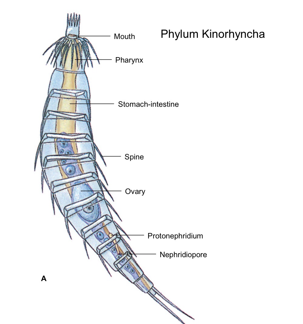 <p>marine, live in mud and eat detritus. covered in <strong>spiny plates</strong>. head has <strong>circlets of spine + neck + trunk </strong>(11 segments). Will pop out of spiny head to pull themselves. <strong>Hypodermal</strong> <strong>cords</strong> present, and only 1 pair of <strong>protonephridia. </strong>Many muscles present (longitudinal, circular, diagonal)</p><p>complete gut + <strong>proboscis</strong></p><p>nervous system has brain + <strong>ventral</strong> <strong>cords</strong></p>