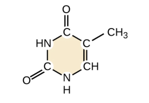 <p><br><span>What base is shown below?</span></p>