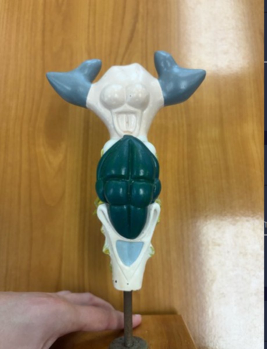 <p>White round structure and animal</p>