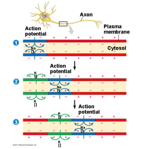 <ul><li><p>At the site where the action potential is generated, usually the axon hillock, an electrical current depolarizes the neighboring region of the axon membrane</p></li><li><p>Action potentials travel in only one direction: toward the synaptic terminals</p></li><li><p>Inactivated Na⁺ channels behind the zone of depolarization prevent the action potential from traveling backwards</p></li><li><p>Action potentials are formed only at <strong>nodes of Ranvier</strong>, gaps in the myelin sheath where voltage-gated Na⁺ channels are found</p></li></ul><p></p>