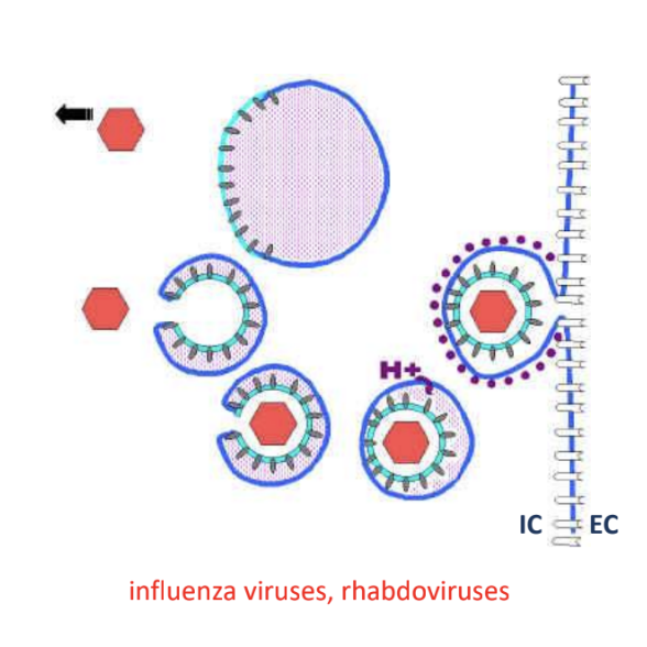 <ul><li><p><strong>Host cell plasma surrounds whole virion</strong> and forms a vesicle</p></li><li><p><strong>Low pH</strong> causes virion envelope to fuse with endosome membrane of vesicle <u>via fusion proteins</u></p></li><li><p><strong>Nucleocapsid </strong>is <u>released into cytoplasm</u></p></li></ul><p></p><p><em>*Occurs in influenza viruses, rhabdoviruses</em></p>