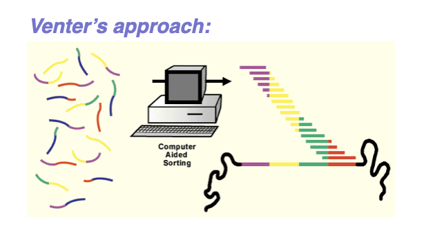 <ul><li><p>Capillary sequencing is used to <strong>determine the nucleotide sequence of DNA fragments</strong>.</p></li><li><p>DNA is first <strong>amplified</strong> (often by PCR).</p></li><li><p>The sequencing reaction uses <strong>dideoxynucleotides (ddNTPs)</strong> to terminate DNA synthesis.</p></li><li><p>Each ddNTP is <strong>fluorescently labeled</strong> with a different color.</p></li><li><p>DNA fragments of <strong>varying lengths</strong> are produced.</p></li><li><p>The fragments are loaded into a <strong>thin capillary tube</strong> filled with polymer.</p></li><li><p>An <strong>electric field</strong> separates fragments by size during electrophoresis.</p></li><li><p>Shorter fragments <strong>move faster</strong> through the capillary.</p></li><li><p>A <strong>laser detects fluorescence</strong> as fragments pass a detector.</p></li><li><p>A computer <strong>reads the colors</strong> to determine the DNA sequence.</p></li></ul><p></p>
