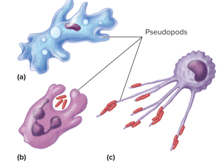 <p>-cytoplasm filled <strong>extensions</strong> of the cell</p><ul><li><p>change continually</p></li></ul>