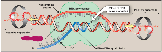 <p>Label this section of the transcription bubble.</p>