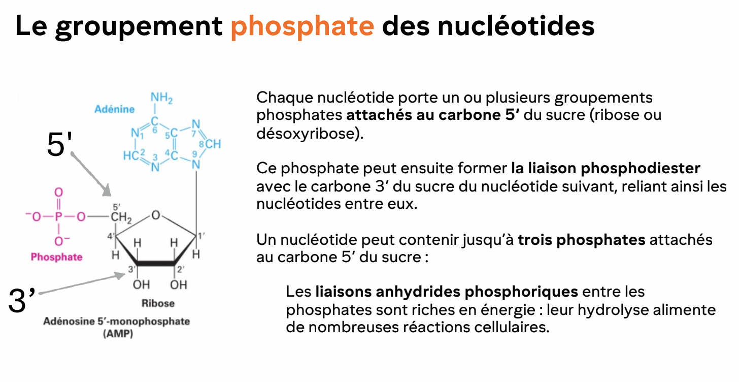 <ul><li><p>L’extrémité 5’ porte généralement le phosphate</p></li><li><p>L’extrémité 3’ porte un OH libre, indispensable à L’élongation de l’ADN/ARN</p></li><li><p>Toute synthèse se fait dans le sense 5’ à 3’</p></li></ul><p></p>