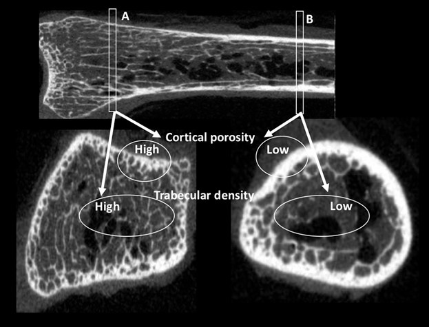 <p>30-90% porous</p>