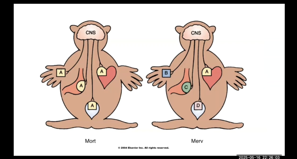 <p>Mort- All organs have same type of receptor</p><p>Merv- Organs have different receptors</p><ul><li><p>For MORT, drug selective action is NOT possible</p></li><li><p>More types of different receptors = better ability to have selective affect</p></li></ul><p></p>