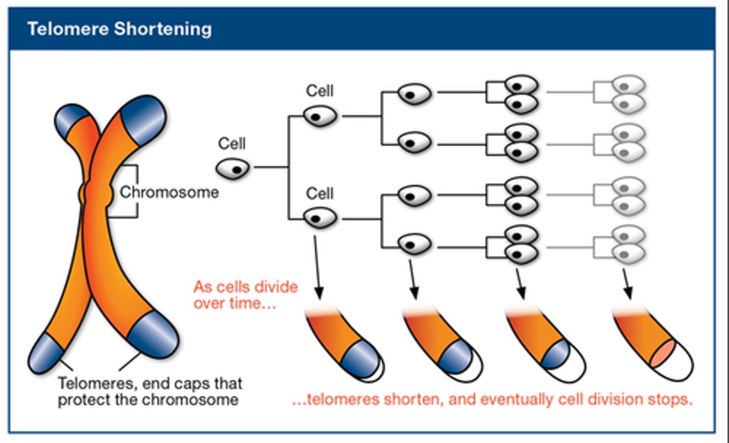 <p>Repeated DNA sequences at the ends of eukaryotic chromosomes.</p>