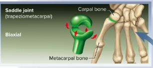 <p>Saddle joints</p>