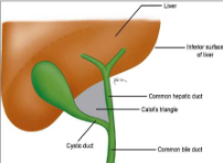 <ul><li><p>4cm in length</p></li><li><p>connects gallbladder to biliary tree by joining the common hepatic duct</p></li><li><p>cystic duct+common hepatic duct= common bile duct</p></li><li><p>contains tiny projections (spiral valves) which serve to keep lumen of the duct open</p></li></ul><p></p>