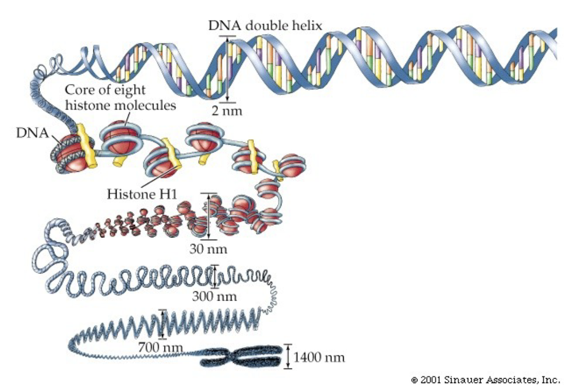 <ul><li><p>Can be seen because as the cell is getting ready to divide, the chromosome condenses by associating with proteins (ex. histones)</p></li><li><p>DNA double helix wraps around histones</p></li><li><p>Histones keep the DNA tightly packed instead of tangles</p></li></ul>