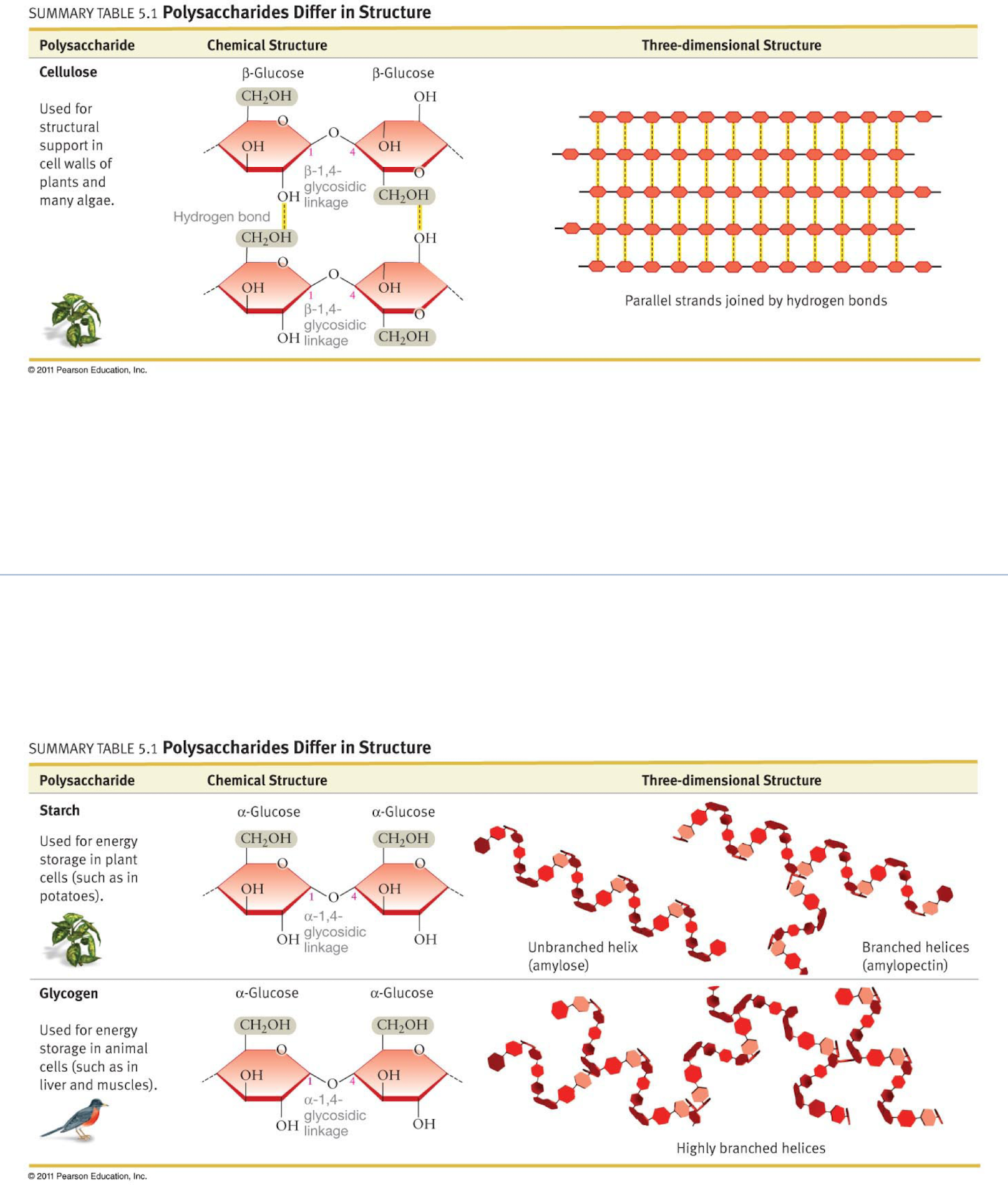 Cellulose: 

* Parallel strands joined by hydrogen bonds. 

Glycogen: 

* Highly branched Helices

Starch: 

* Amylose: unbranched helices 
* Amylopectin: branched helices