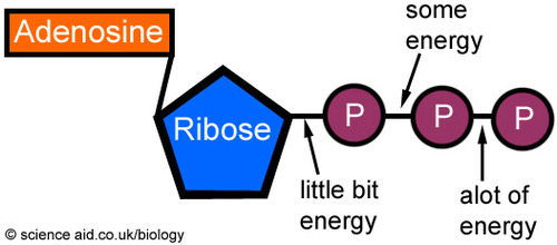 <p>Because it is a nucleic acid, it is composed of:</p><ul><li><p>Adenine (the nitrogenous base).</p></li><li><p>Ribose (5-sugar component).</p></li><li><p>3 phosphate groups (key to storing/releasing energy).</p></li></ul>