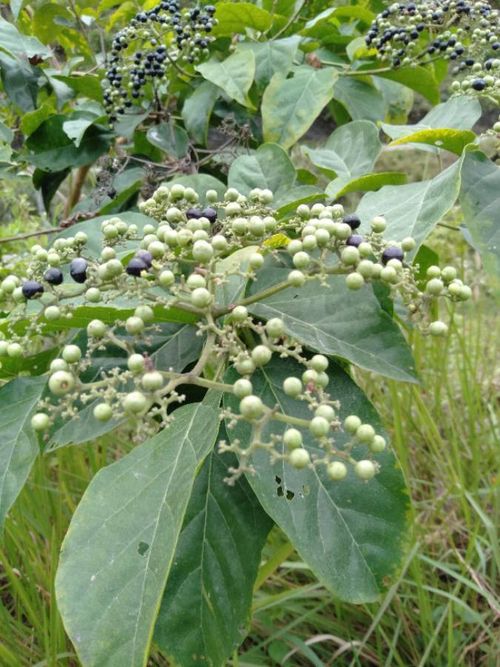 <p>Biological Origin:<strong> Premna odorata Blanco. (Lamiaceae)</strong></p><p>Common Name:<strong> <u>Fragrant premna /Alagaw</u></strong></p><p>Part used: <strong>Leaves</strong></p><p>Medicinal use:</p><p><strong><u>External use of the decoction of leaves and shoots</u></strong></p><ul><li><p><strong><u>Wound healing</u></strong></p></li><li><p><strong><u>Astringent</u></strong></p></li></ul><p>Secondary metabolites:</p><p><strong>● Flavonoids</strong>, <strong>iridoid glycosides and essential oils</strong></p>