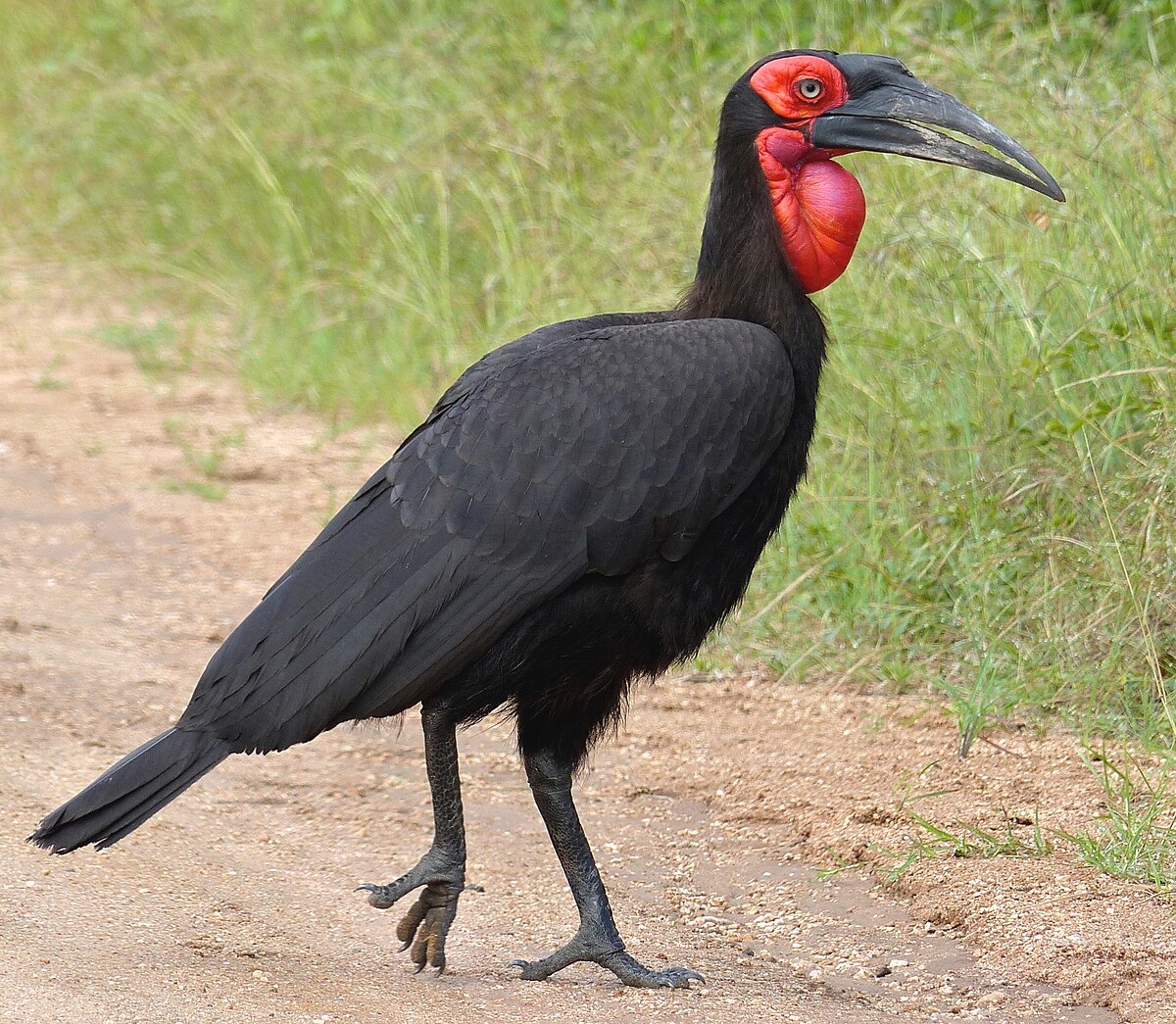 <p>Status: VU</p><p>Family: Bucorvidae</p>