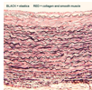 <ul><li><p>specialized connective tissue</p></li><li><p>has many elastic fibers in its matrix, which combine strength with elasticity, such as in the tissue of vocal cords</p></li></ul><p></p>