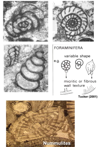 <p>Small calcitic organisms</p><p>Benthic</p><p>Cambrian - recent</p>
