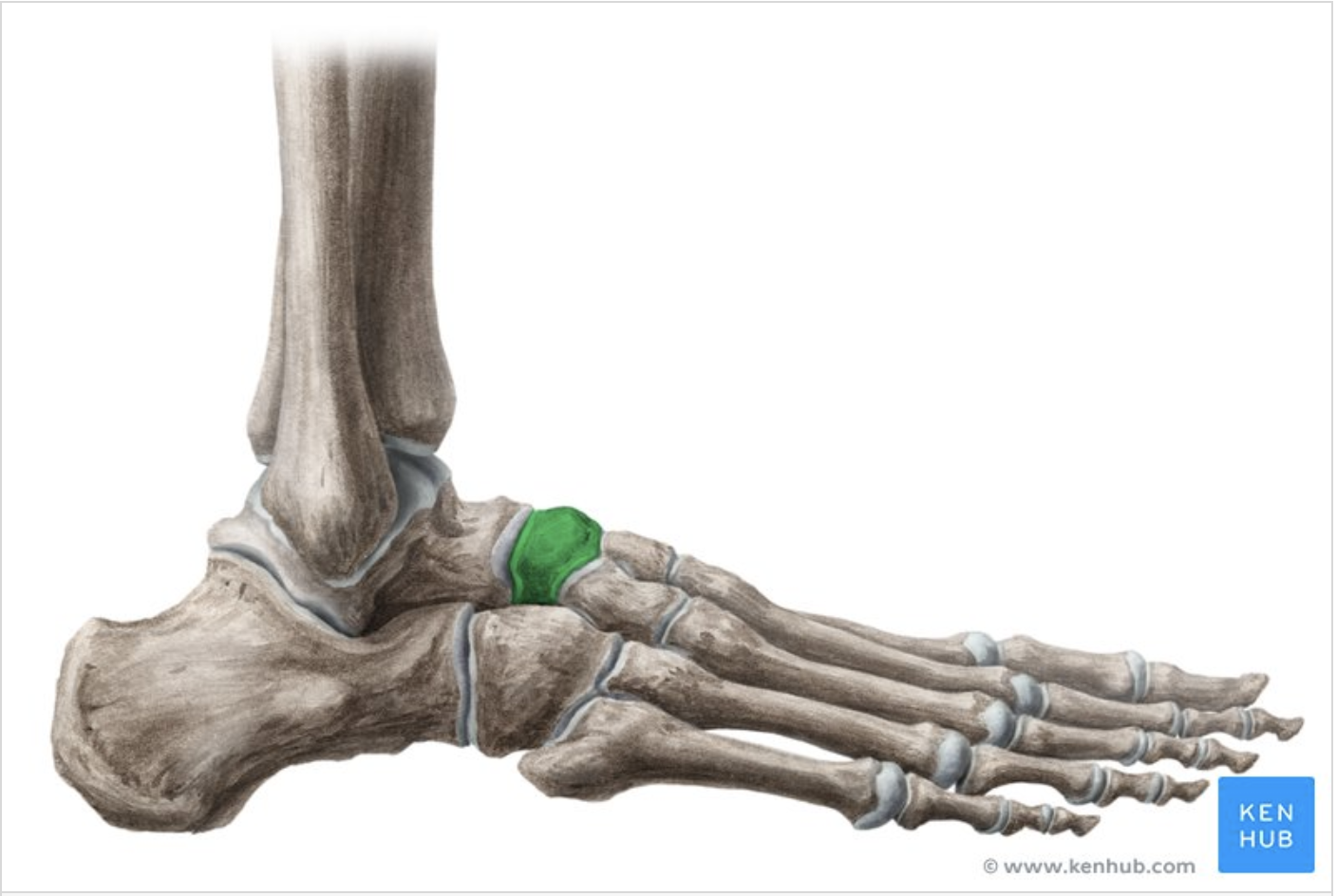 <p>What is this bone? </p>