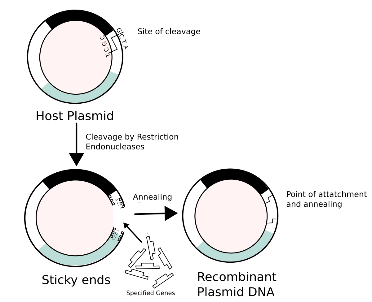 <p>Combination of DNA from two or more sources into one product. </p>
