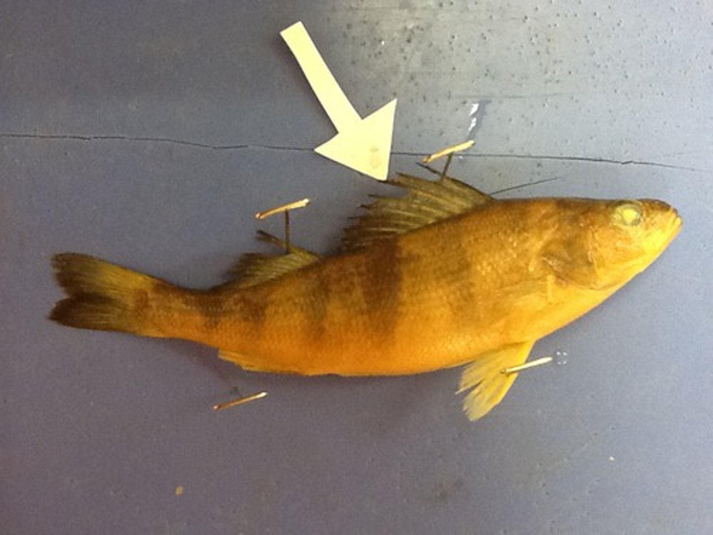 <p>Anterior single fin on the dorsal midline that keeps the fish upright and moving in a straight line</p>