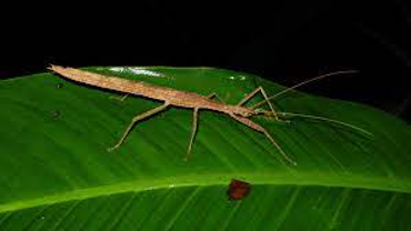 <ul><li><p>walking sticks</p></li><li><p>similar morphology as mantises</p></li><li><p>all herbivorous&nbsp;</p></li><li><p>many toxic and highly camouflaged</p></li><li><p>some secondarily wingless&nbsp;</p></li></ul><p></p>