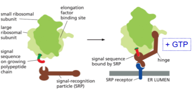 <p>a protein that brings ribosome-amino acid chain complexes to the SRP receptor for protein translocation into the ER</p><p>has low affinity for ribosome, hovers outside the exit site until it detects signal sequence</p><p>has a high affinity for the ER signal sequence</p><p>has a GTPase domain that binds GTP</p>