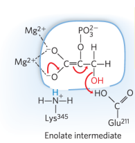 <p>Carbonyl resonance. Negatively charged Enolate. Rearrangment.</p>