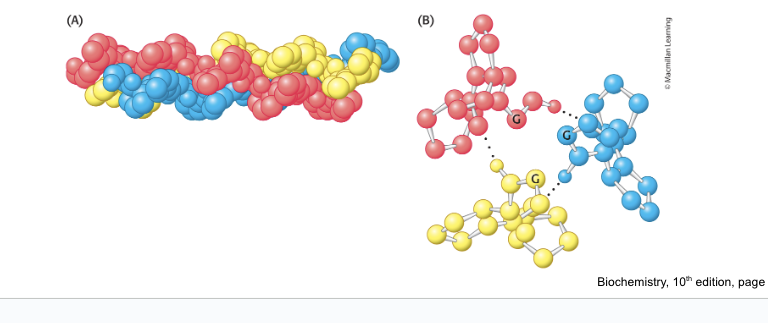 <ul><li><p>3 helical polypeptide chain - each in an extended conformation</p></li><li><p>hydrogen bonds <strong>within strand</strong> of collagen helix are <strong>absent</strong></p></li><li><p>helix is stabilized by <strong>steric repulsion of the pyrrolidine rings of the proline and hydroxyproline residues</strong></p></li><li><p>forms a rope-like superhelix</p><ul><li><p>consists of <strong>3</strong> intertwined helical polypeptide strands</p></li><li><p>stabilized by <strong>hydrogen bonds</strong> <strong><em>between</em></strong> strands</p></li><li><p>interior is crowded; only <strong>glycine</strong> can fit</p></li></ul></li></ul><p></p>