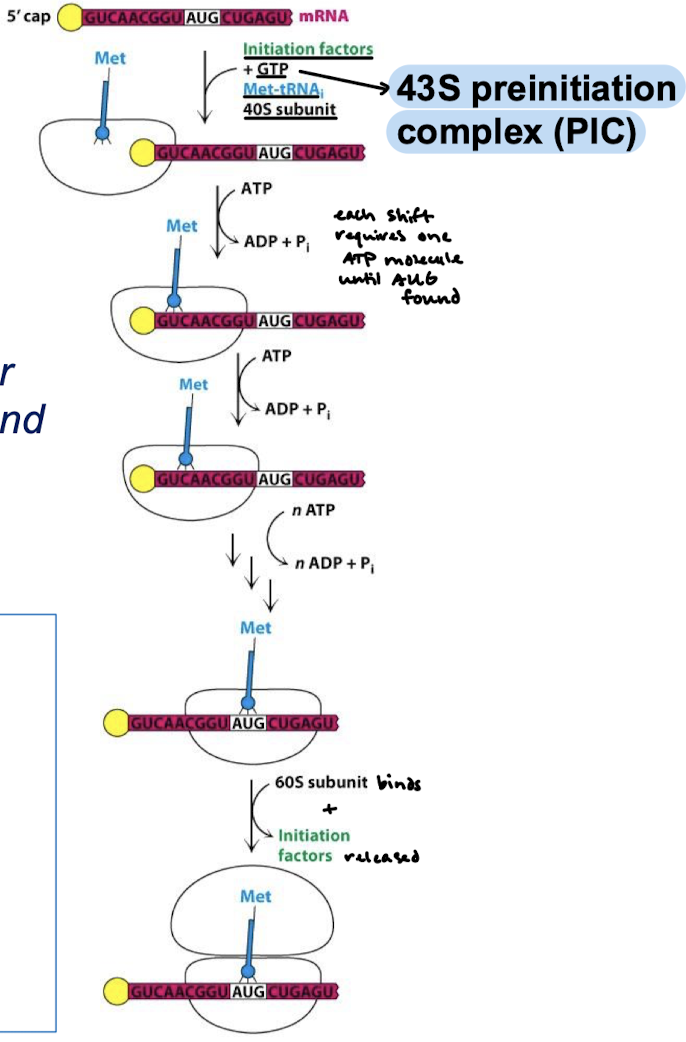 <p>When shift requires one molecule of ATP until AUG is found.</p>