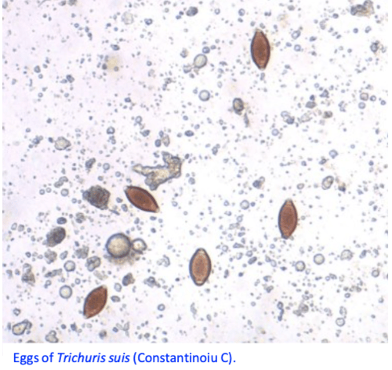 <p>Clinical signs and history are not specific;</p><p>Detection of eggs in the faeces:</p><p>Clinical signs caused by larval stages;</p><p>Intermitent egg layers;</p><p>Eggs do not float easily;</p>