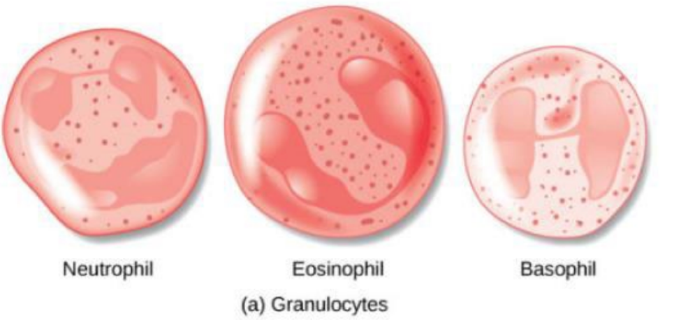 <p>granular leukocytes </p>