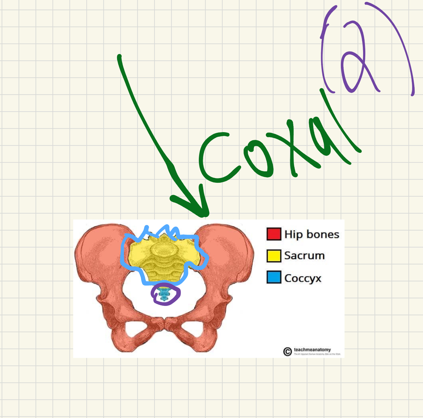 <p>The pelvic girdle is made up of 2 coxal bones + the sacrum + the</p>