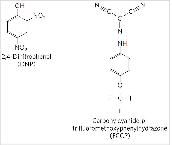 <p>Uncouple oxidation from phosphorylation</p><p>Still catalyze e transfer from succinate to NADH + O2 but no ATP synthesis</p><p>Example compounds: DNP, FCCP</p>
