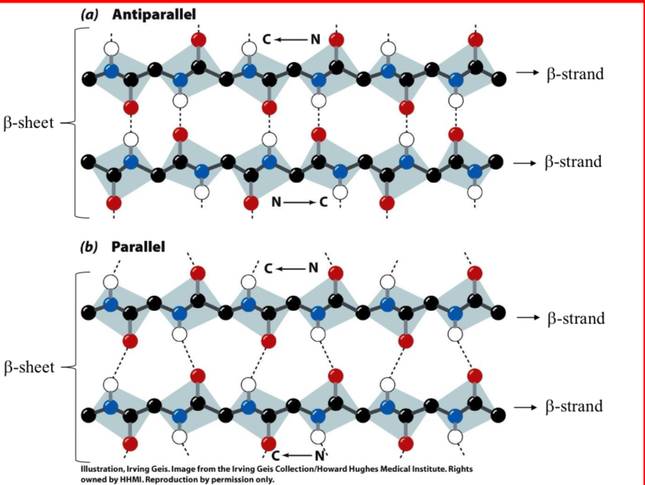 <p>Beta Structures (<span>β-Sheet)</span></p>