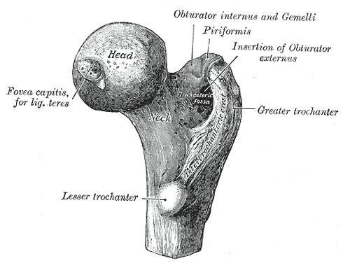 <p><span style="color: blue"><strong>B. Hõm chỏm đùi</strong></span><span style="color: red"><strong> (Fovea capitis)</strong></span></p>