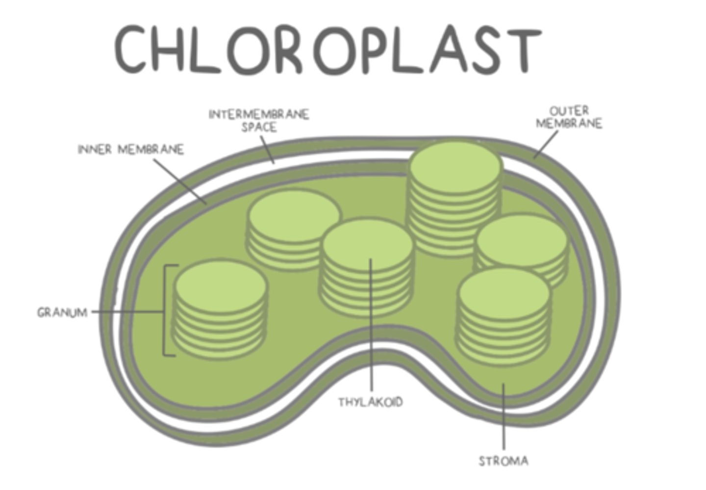 <p>chloroplasts</p>