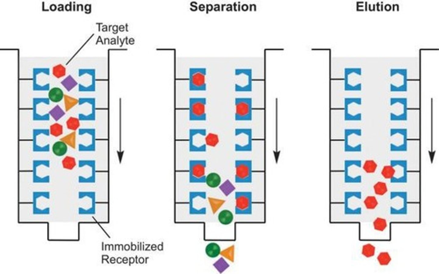 <p>Separates proteins based on specific binding interactions with a ligand on resin.</p>