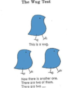 <p><span style="background-color: inherit; line-height: 20.7px; color: windowtext;"><span>• Plural: -s; Past tense: -ed</span></span><span style="line-height: 20.7px; color: windowtext;"><span>&nbsp;<br></span></span><span style="background-color: inherit; line-height: 20.7px; color: windowtext;"><span>• Children learn these rules (Wug test)</span></span><span style="line-height: 20.7px; color: windowtext;"><span>&nbsp;<br></span></span><span style="background-color: inherit; line-height: 20.7px; color: windowtext;"><span>• Irregular plurals (men, went)</span></span><span style="line-height: 20.7px; color: windowtext;"><span>&nbsp;<br></span></span><span style="background-color: inherit; line-height: 20.7px; color: windowtext;"><span>– Initially the correct form is used (exemplar learning)</span></span><span style="line-height: 20.7px; color: windowtext;"><span>&nbsp;<br></span></span><span style="background-color: inherit; line-height: 20.7px; color: windowtext;"><span>– Then the rule is acquired and overregularization occurs: e.g. mans, goed, foots, feets, breaked, broked</span></span><span style="line-height: 20.7px; color: windowtext;"><span>&nbsp;<br></span></span><span style="background-color: inherit; line-height: 20.7px; color: windowtext;"><span>– Exceptions to the general rule are ‘re-learned’</span></span><span style="line-height: 20.7px; color: windowtext;"><span>&nbsp;</span></span></p>