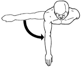 <p><span>Movement of a bone towards the midline along the transverse plane. Angular.</span></p>