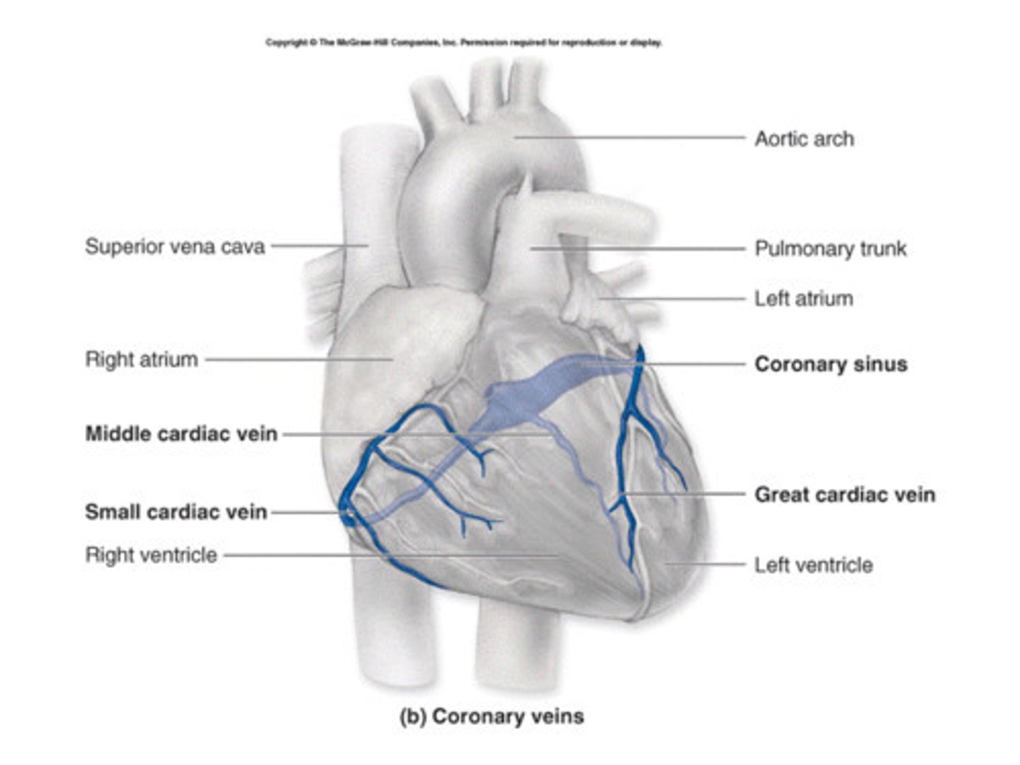 <p>small cardiac vein, great cardiac vein, middle cardiac vein all drain into coronary sinus</p>
