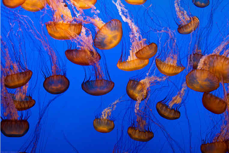 <p>Cnidaria</p>