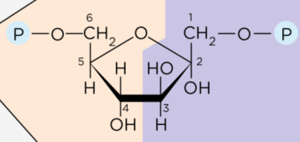 <p>What structure is this?</p>