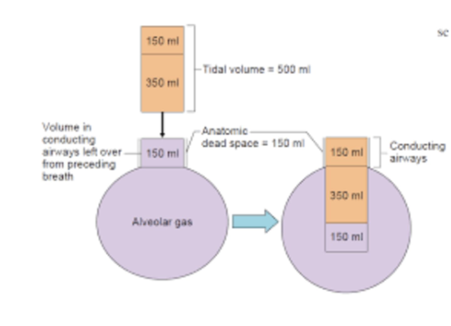 <p>the space where approx 150mL of inspired air doesn't reach alveoli for gas exchange (remains in the conducting airways)</p><p>*150mL remains in conducting airways --&gt; pushed down into alveoli during next inspiration --&gt; 150mL of new air remains in conducting airways</p>