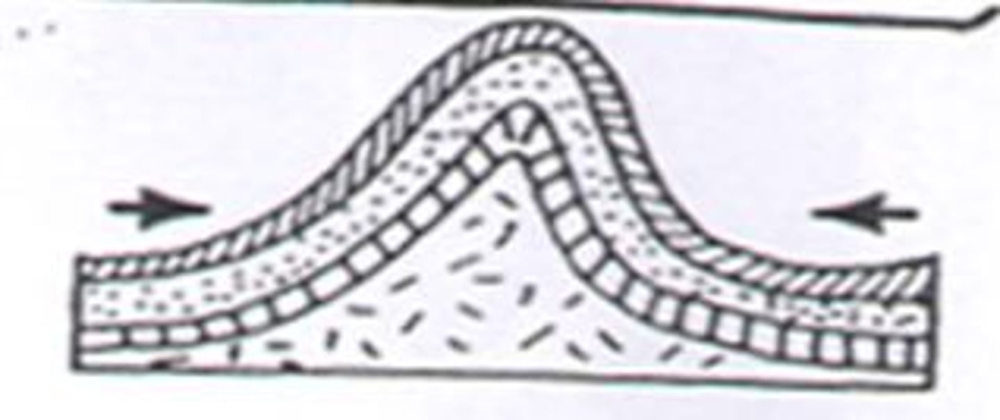 <p>Crust movements press horizontal layers of sedimentary rocks together from the sides, making wavelike folds</p><p>Alps, Himalayas</p>