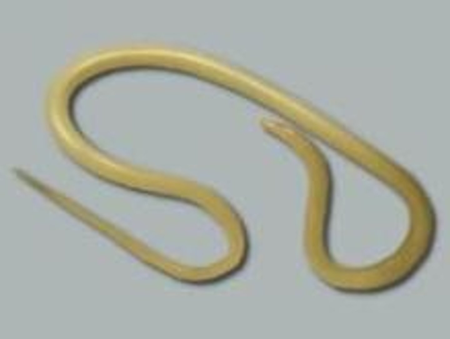 <p>Roundworms</p>