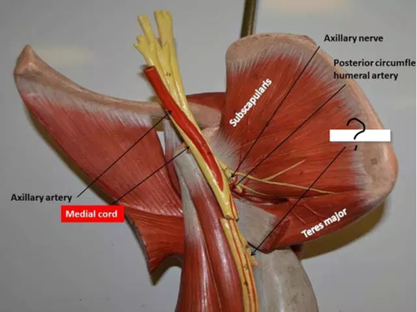 <p>In the armpit area</p>