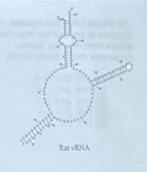 <p>The structure at the right represents what level of RNA structure: </p><p>a. primary</p><p>b. secondary</p><p>c. tertiary</p><p>d. quaternary</p><p>e. phosphodiester backbone</p>